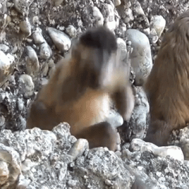 Des singes tailleurs de pierre