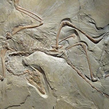 Suffit-il d'avoir des plumes et de voler pour être un oiseau ?