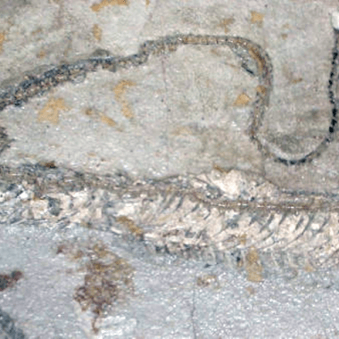 Les couleurs d’un serpent fossile révélées