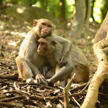 Le statut social affecte le système immunitaire... des macaques