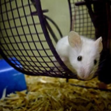 Pourquoi le sport est un plaisir (ou pas)