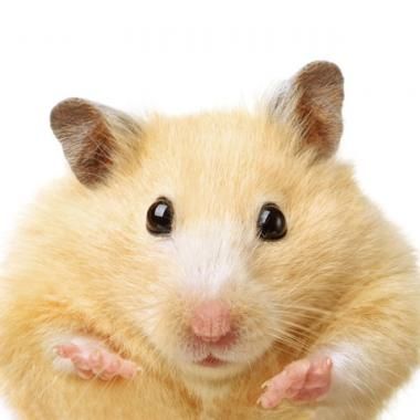 Moins espacer ses repas pour maigrir sans se priver ?