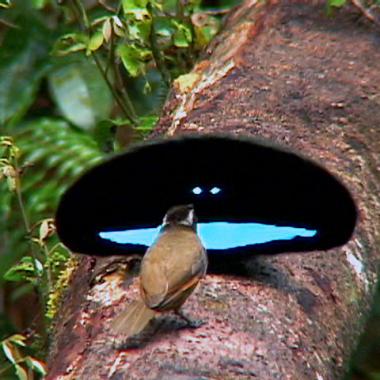 Un oiseau « super noir » !