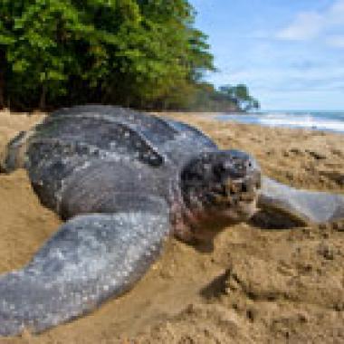 La route de la tortue luth