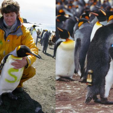 Les manchots royaux à l’épreuve du changement climatique