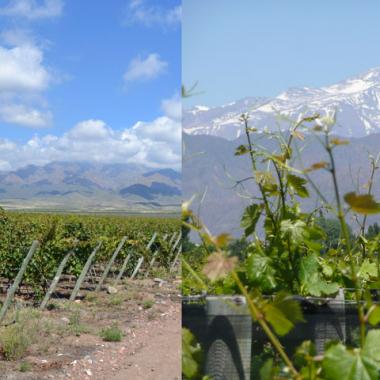 Coup de chaud sur les vignobles