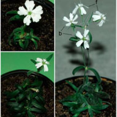 L’Hibernatus végétal