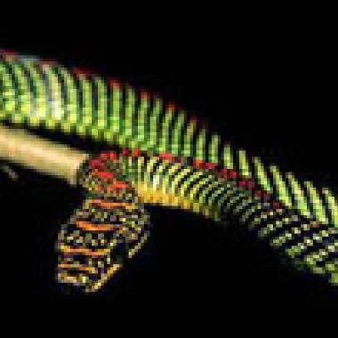 Ces serpents capables de voler