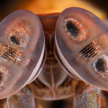 L’œil vif de la squille