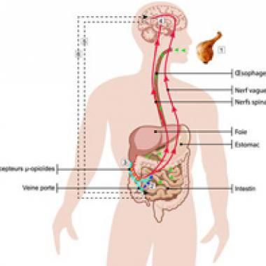 Comment les protéines coupent la faim