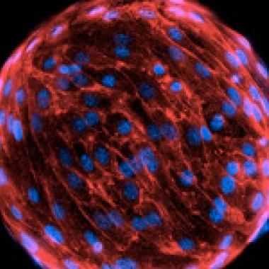 Rosetta : une sonde pour déchiffrer le Système solaire