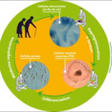 Cure de jouvence pour cellules centenaires