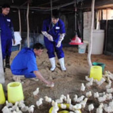 Grippe aviaire : sur les traces du virus