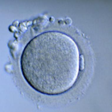 Un bébé venu du froid