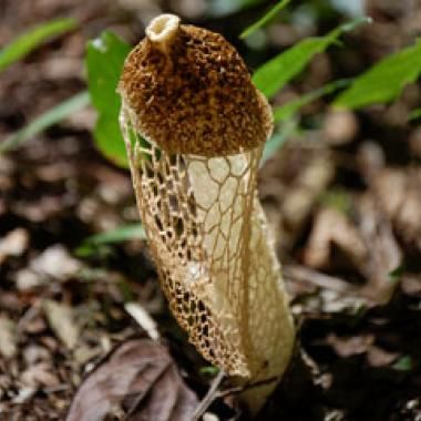 Champignons et insectes, racines de la biodiversité