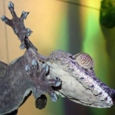 Un robot gecko paré pour l'espace