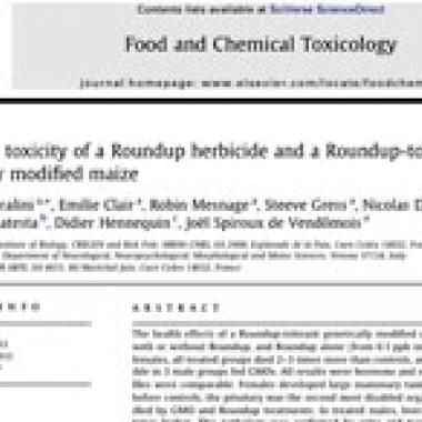 OGM : une étude accuse