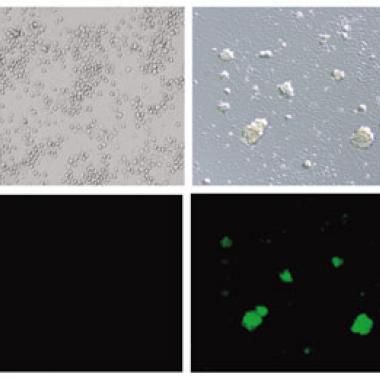 Des cellules souches en toute simplicité
