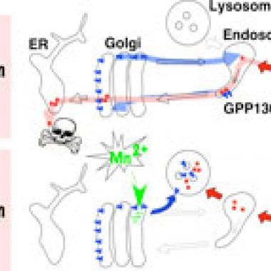 Le manganèse, un traitement miracle ? 