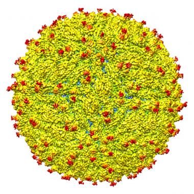 La structure du virus Zika révélée