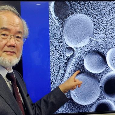 Nobel de médecine 2016 : l’autophagie à l’honneur