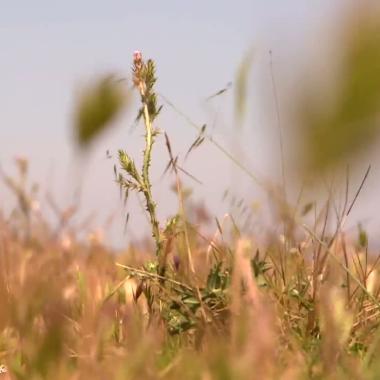 Voir la vidéo de Quand la nature sauve la nature