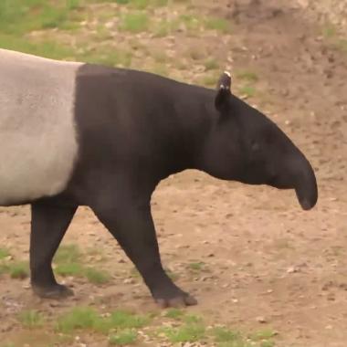 Voir la vidéo de De l'énergie verte grâce aux animaux