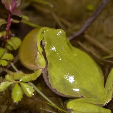 Voir la vidéo de Les amphibiens