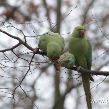 Voir la vidéo de Nourrir les oiseaux en hiver