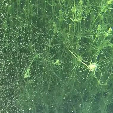 Voir la vidéo de Le bestiaire des zones laiteuses