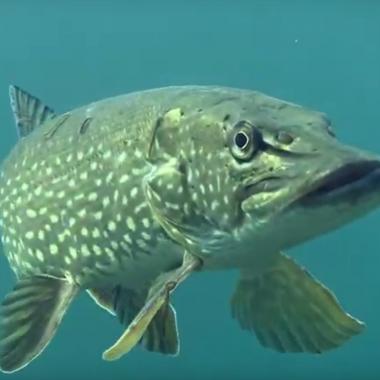 Voir la vidéo de Le brochet