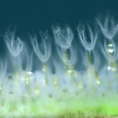 Voir la vidéo de Les bryozoaires