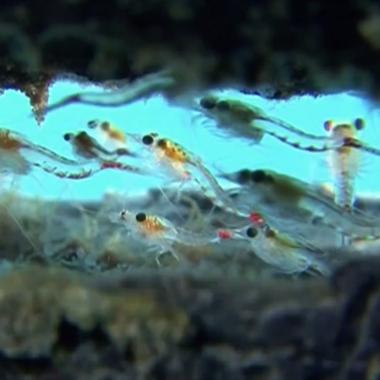 Voir la vidéo de Les crevettes rouge sang