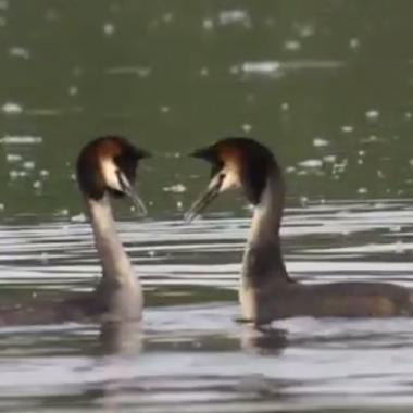 Voir la vidéo de Le grèbe amoureux