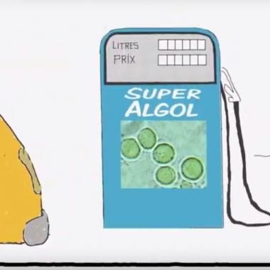 Voir la vidéo de Microalgues, l'eldorado