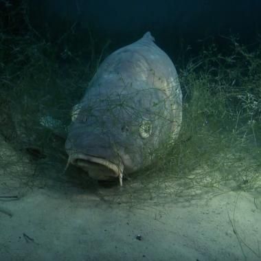 Voir la vidéo de Que font les poissons en hiver ?