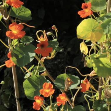 Secrets de plantes