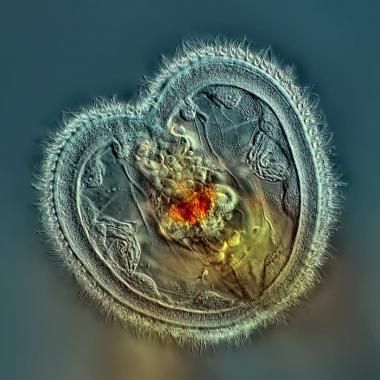 illustration micro photo