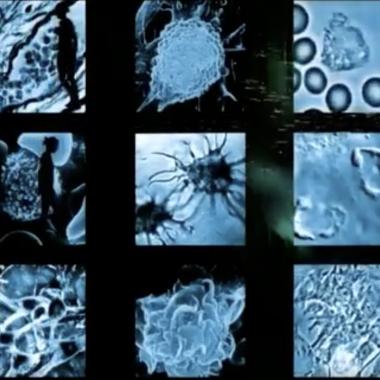 Voir la vidéo de Au coeur de la cellule, naissance d&#039;une protéine
