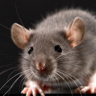 Image débat rats