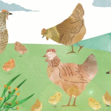 Voir la vidéo de À l&#039;école des animaux