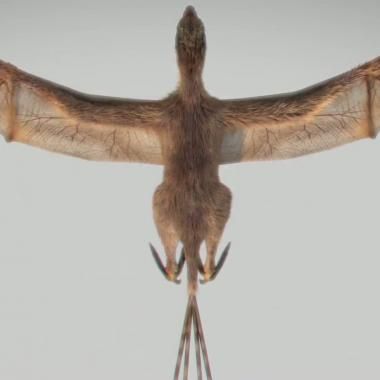 Voir la vidéo de Un dinosaure aux ailes de chauve-souris