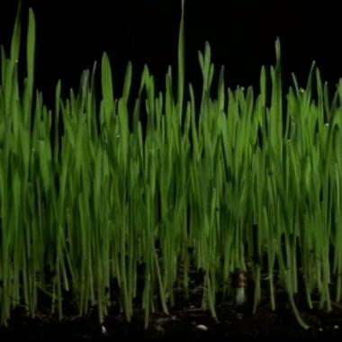 Voir la vidéo de Croissance de l'herbe