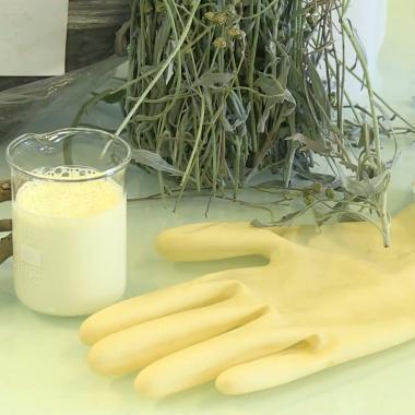 Voir la vidéo de Le guayule
