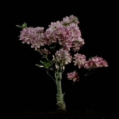 Voir la vidéo de Floraison d&#039;un bonsaï