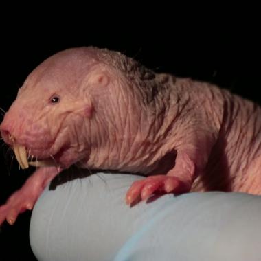 Voir la vidéo de Le secret antidouleur des rats-taupes nus