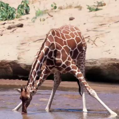 Voir la vidéo de Grandeurs et décadences de la girafe