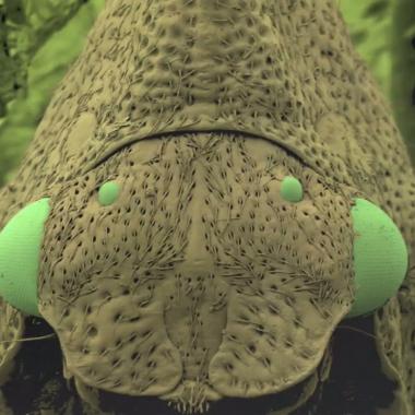 Voir la vidéo de Minimonstres, chefs-d'oeuvre de la biodiversité