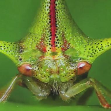 Voir la vidéo de Natura maxima