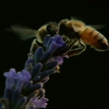 Voir la vidéo de Vols d'abeilles